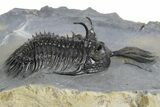 Short Trident Walliserops Trilobite - Timrzit, Morocco #348372-2